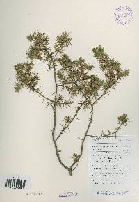 Juniperus rigida image