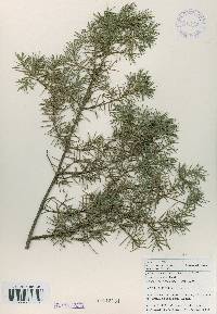 Juniperus rigida image