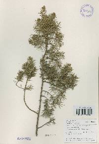 Juniperus rigida image