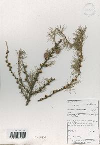 Larix kaempferi image