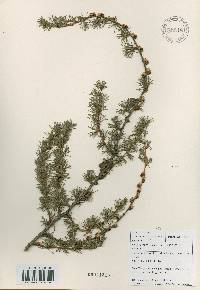 Larix kaempferi image