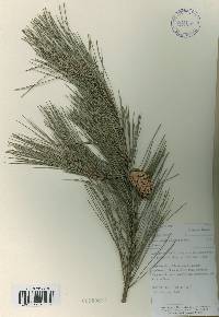 Pinus densiflora image