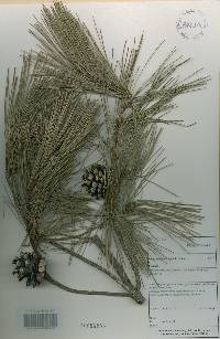 Pinus densiflora image