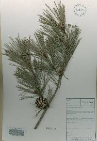 Pinus densiflora image