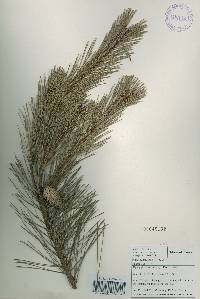 Pinus densiflora image