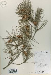 Pinus densiflora image