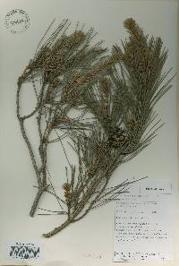 Pinus densiflora image