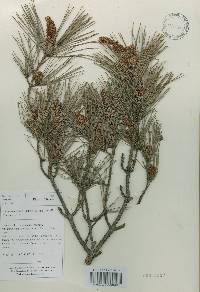 Pinus densiflora image