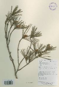 Pinus densiflora image