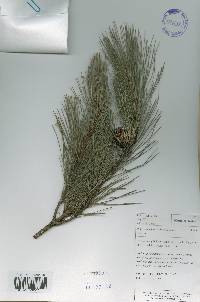 Pinus densiflora image