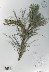 Pinus densiflora image