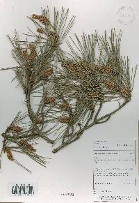 Pinus densiflora image