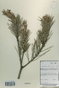 Pinus densiflora image