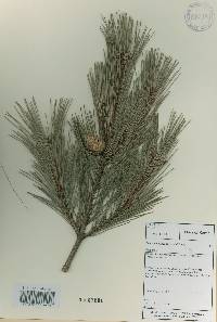 Pinus densiflora image