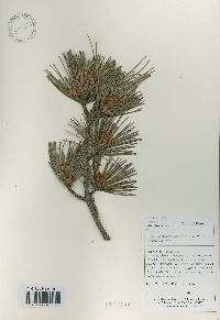 Pinus koraiensis image