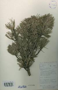 Pinus koraiensis image