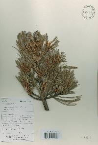 Pinus koraiensis image