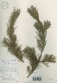 Pinus koraiensis image