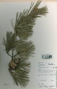 Pinus parviflora image