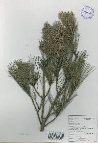 Pinus thunbergii image