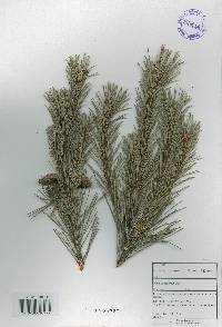 Pinus thunbergii image