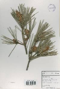 Pinus thunbergii image