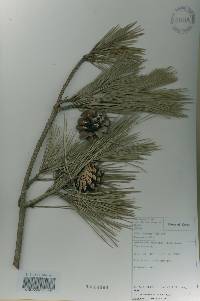 Pinus thunbergii image