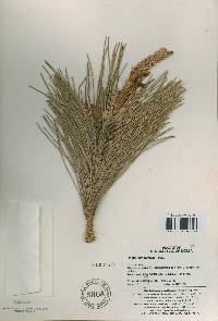 Pinus thunbergii image