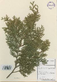 Platycladus orientalis image