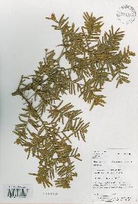 Taxus cuspidata image