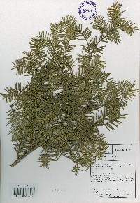 Taxus cuspidata image