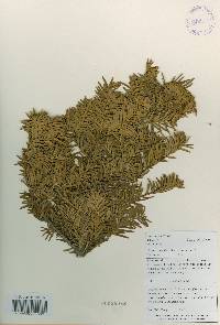 Taxus cuspidata image