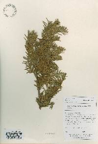 Taxus cuspidata image