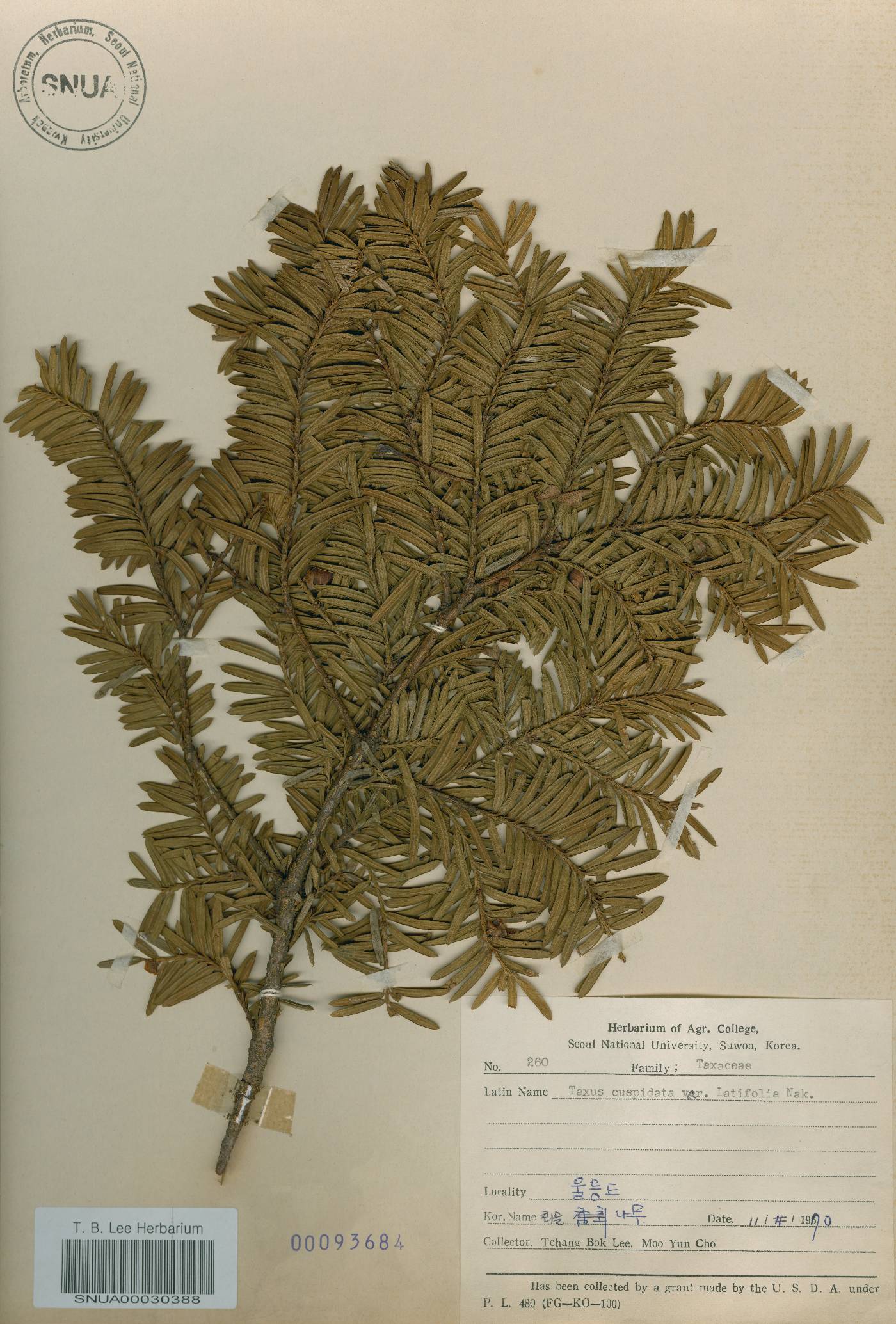 Taxus cuspidata var. nana image