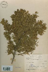 Taxus cuspidata var. nana image