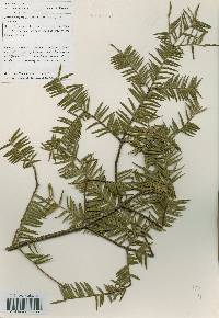 Torreya nucifera image