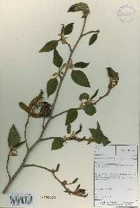 Alnus firma image