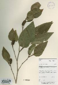 Alnus firma image