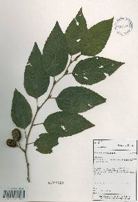 Alnus firma image