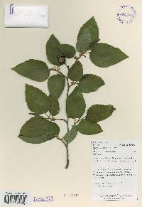 Alnus firma image