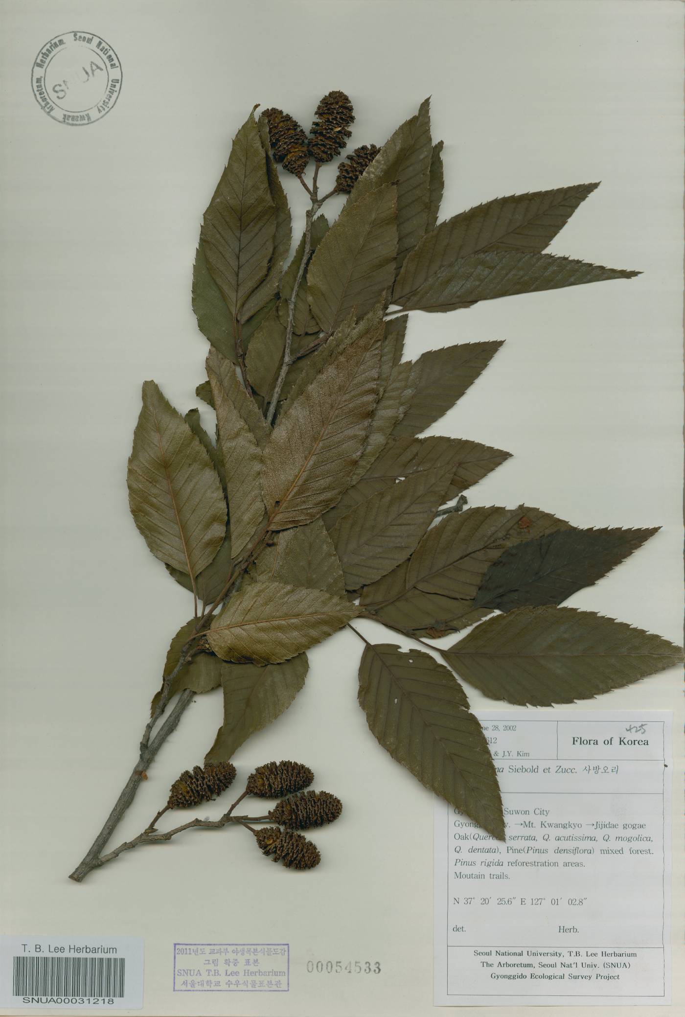 Alnus firma image