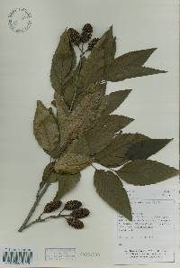 Alnus firma image