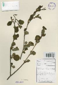 Alnus incana image