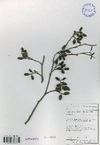 Alnus incana image