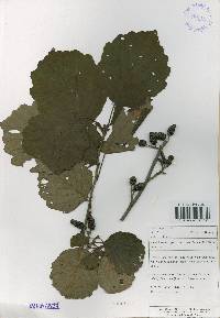 Alnus incana image