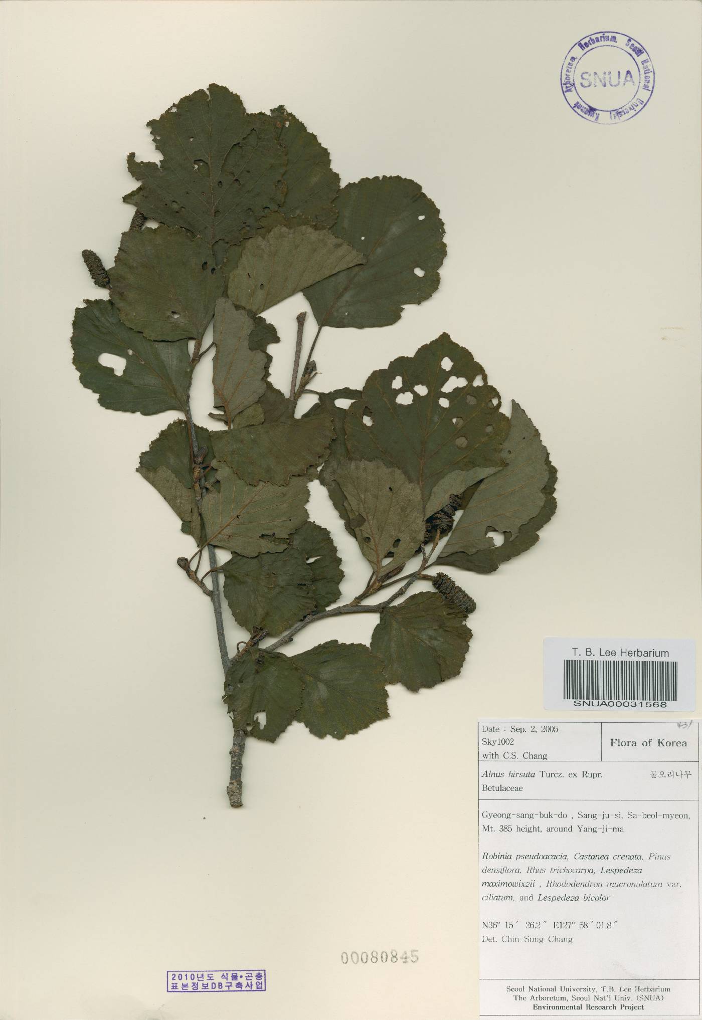 Alnus incana subsp. hirsuta image