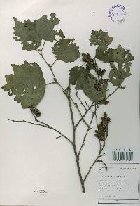 Alnus incana image