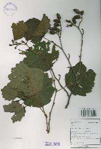 Alnus incana image