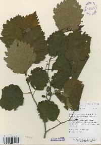 Alnus incana image