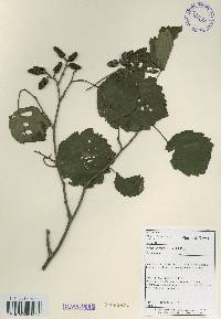 Alnus incana image